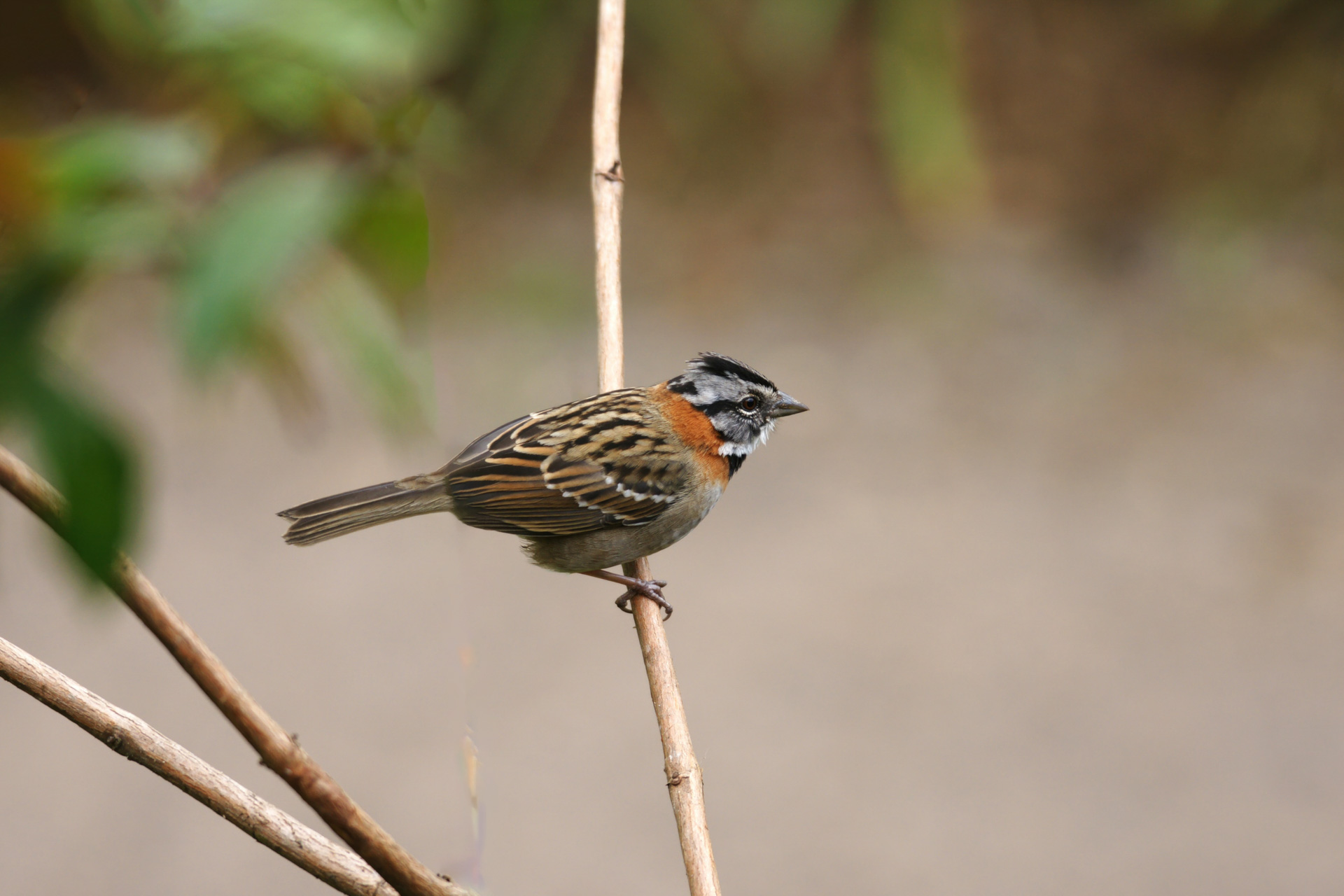 Morgenammer (Zonotrichia capensis)